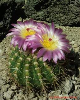 Notocactus cv. buiningii x herterii   